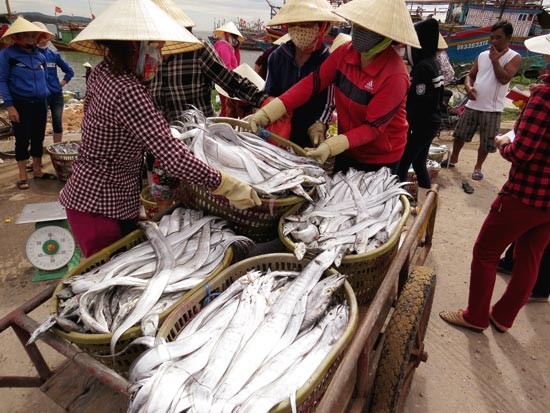 Fish catch in Quang Binh province (Photo: SGGP)